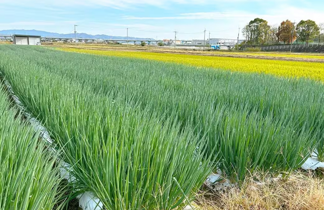 伝統野菜「難波ネギ」の安定生産と高付加価値化
