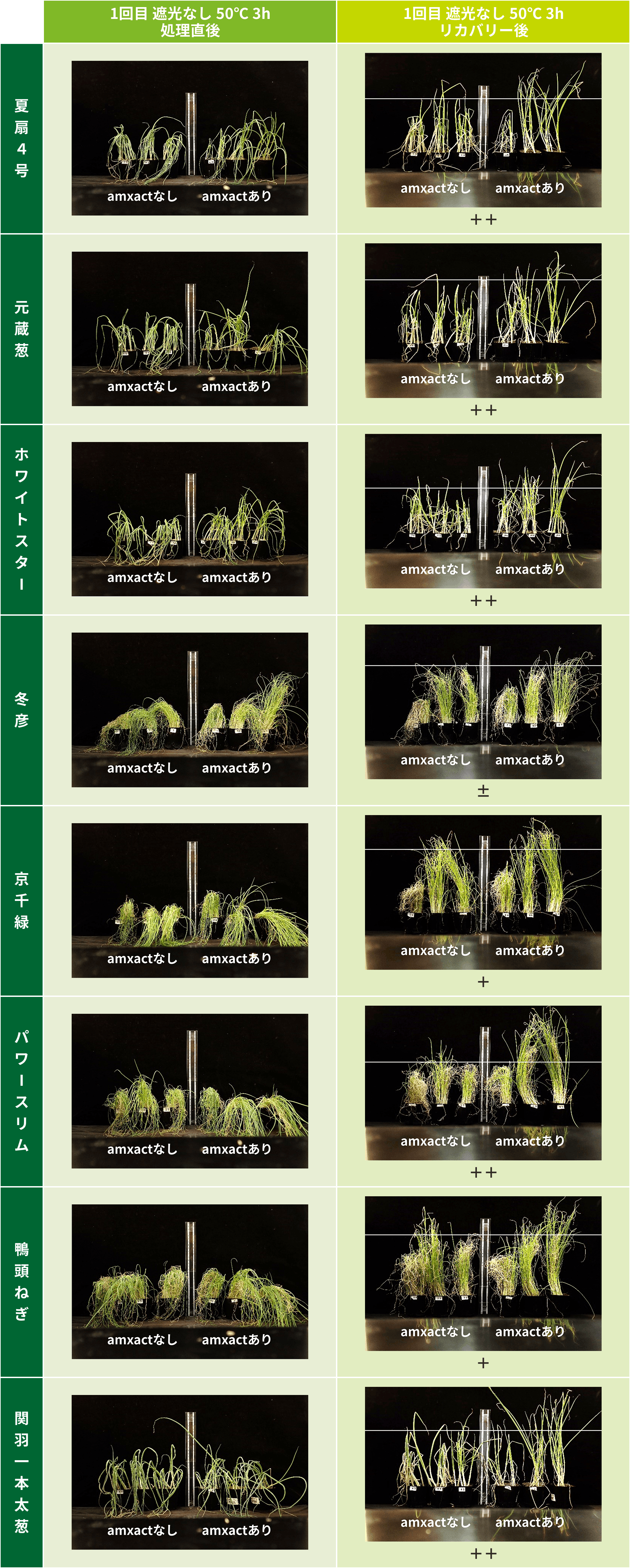 50℃のネギにおける菌根菌接種の耐暑性評価（遮光なし）