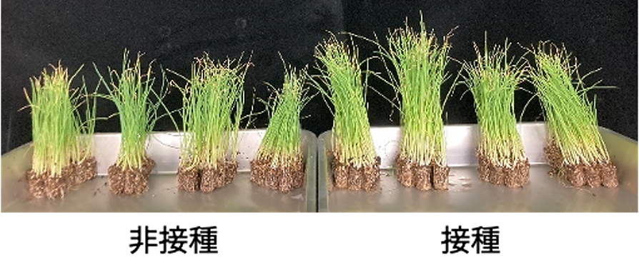 定植時の苗の生育状況