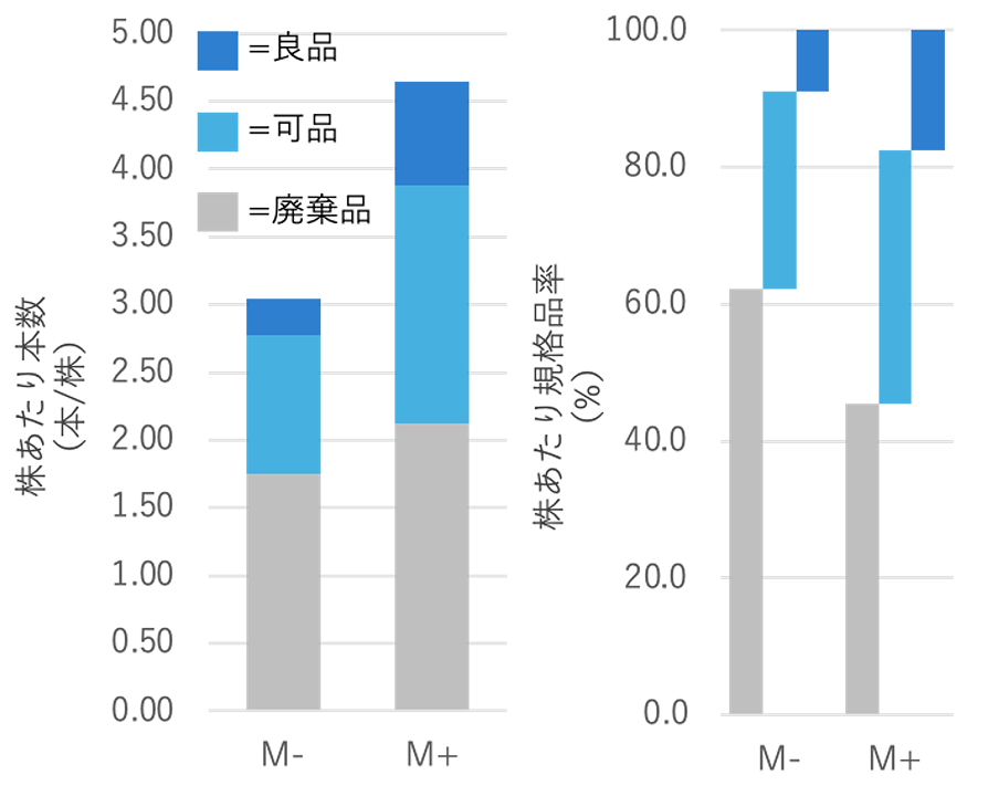 収穫時の非接種区（M-）および接種区（M+）ネギの株あたりの良品、可品、および廃棄品の本数とその合計の平均値（A）およびそれら規格品率の平均値（B）