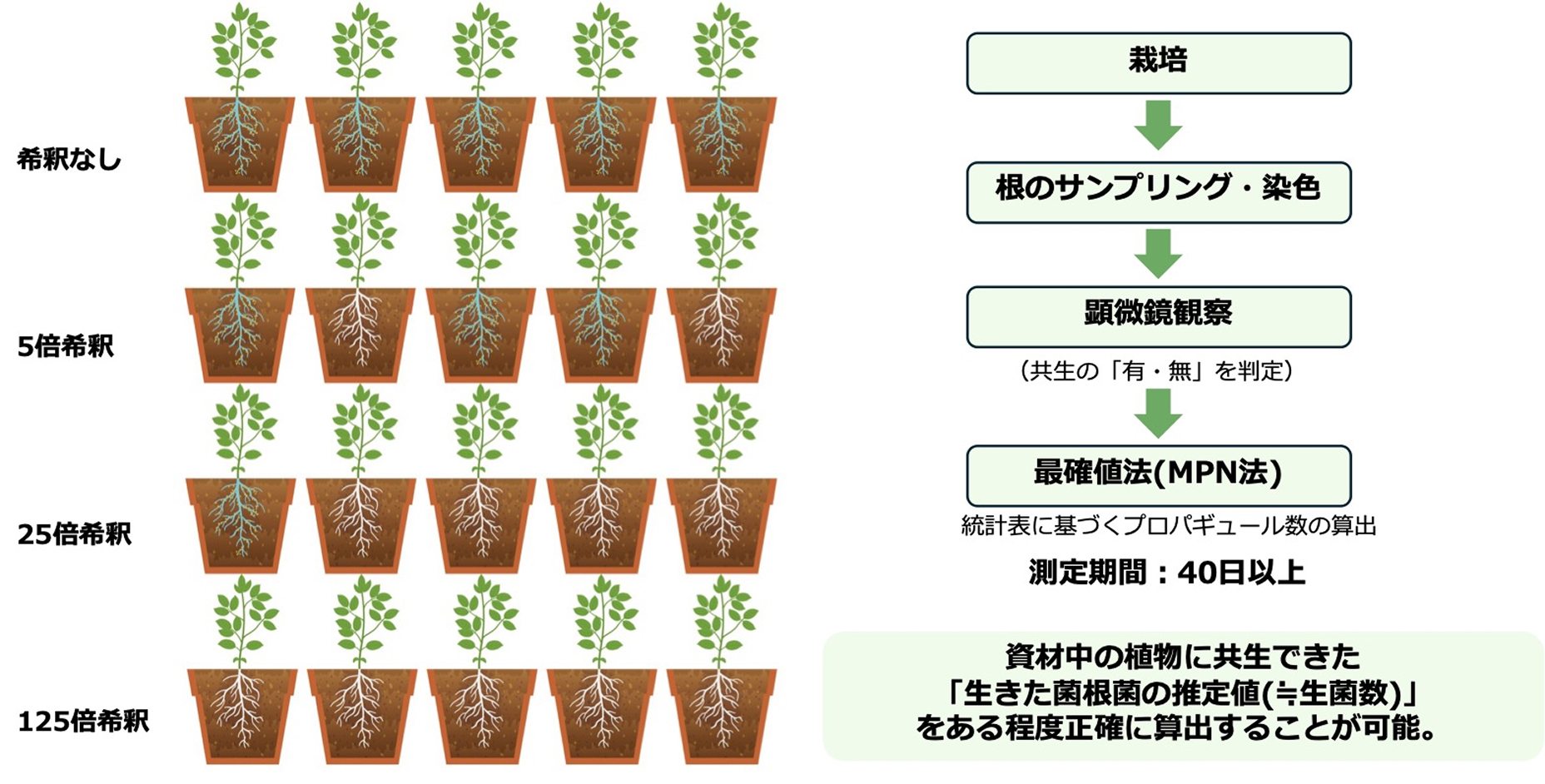 染色液により青く染まった菌根菌の感染（共生）状況
