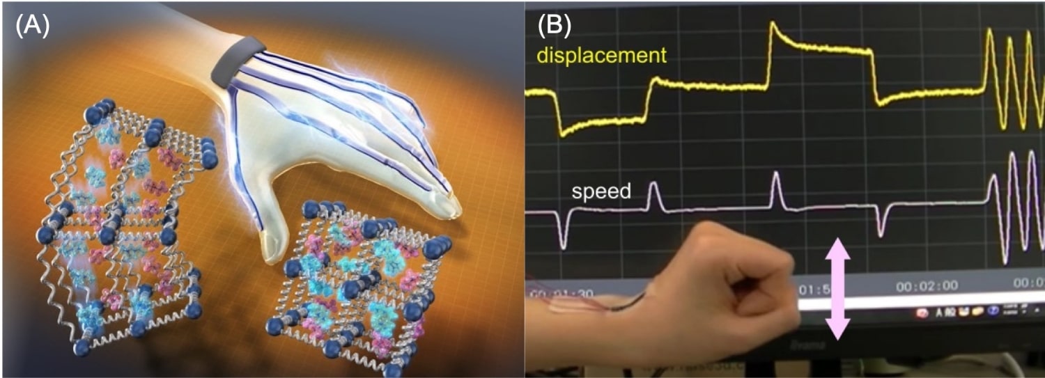 Schematic diagram of flexible sensor using the conductive polymer PEDOT:PSS as electrodes (A) and multifunctional sensor capable of simultaneously detecting bending displacement and speed (B)