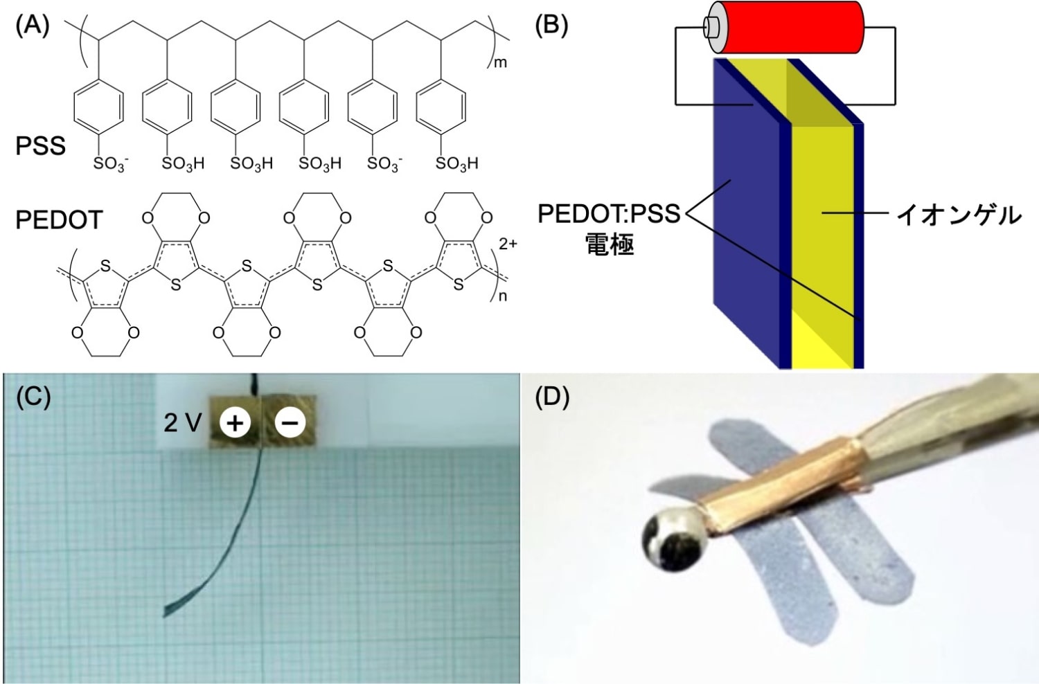 導電性高分子PEDOT:PSSの化学構造(A)とソフトロボットの構造(B)，2V印加時の屈曲挙動(C)ならびにPEDOT:PSSを薄く塗布した半透明ソフトロボット(D)