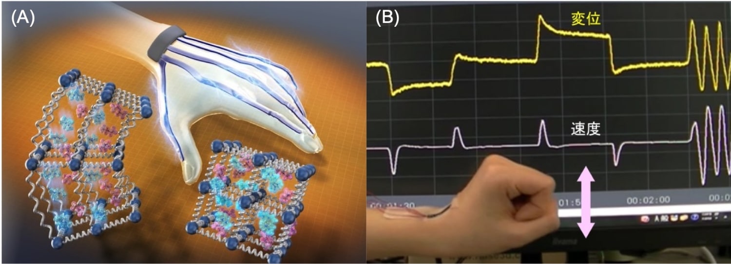 導電性高分子PEDOT:PSSを電極に用いたフレキシブルセンサの模式図(A)と屈曲変位と速度を同時に検出可能な多機能センサ(B)