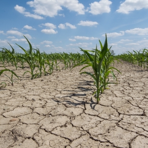 荒廃地・砂漠の緑化