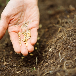 種子コーティング