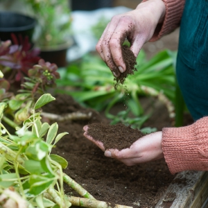 家庭菜園・ガーデニング
