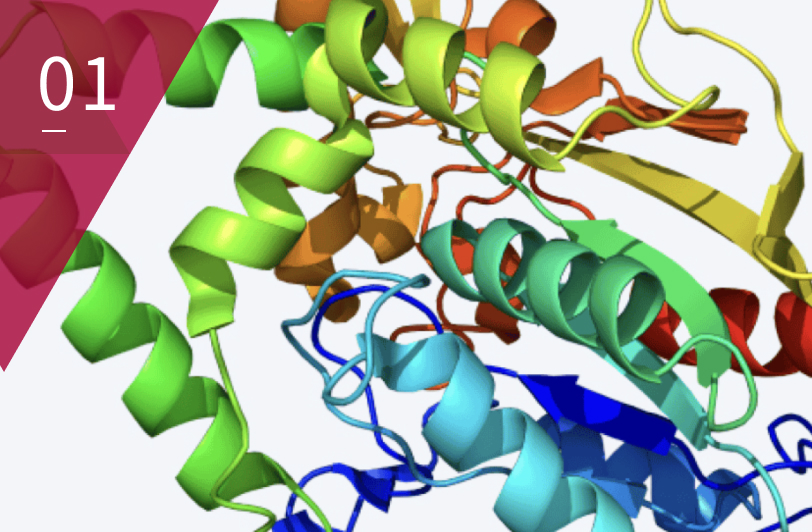 01 酵素事業