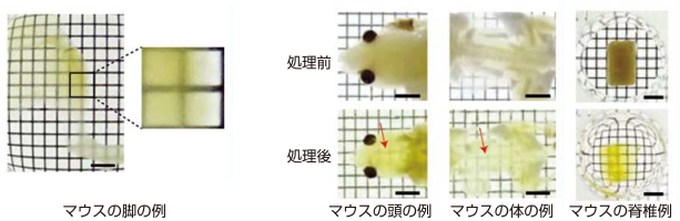 CUBICによる骨を含むマウスの体や臓器の透明化