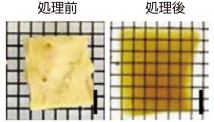 ヒトの脳の透明化