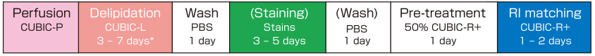 The efficient clearing of adult mouse (more than 6-week-old) whole-body or organ samples