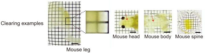 Mouse body or tissues including bone clearing by CUBIC