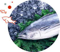 鰹魚彈性蛋白 Bonito Elastin Peptide