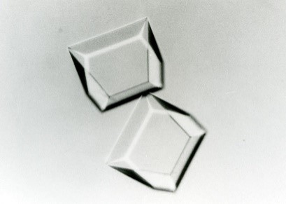 【公開資訊】綜合科學雜誌Nature《注目焦點》特刊：日本食品科學的展望/ 海藻糖對健康的貢獻