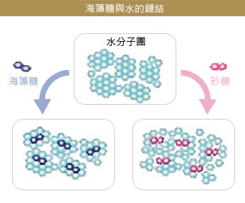 海藻糖與水的鏈結