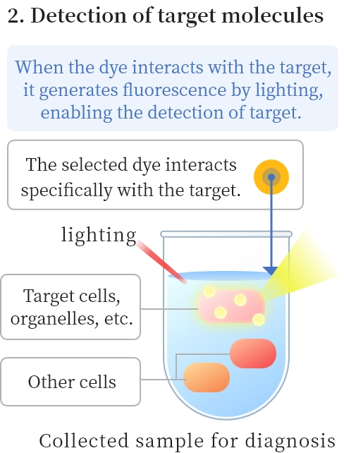 2. Detection of target molecules