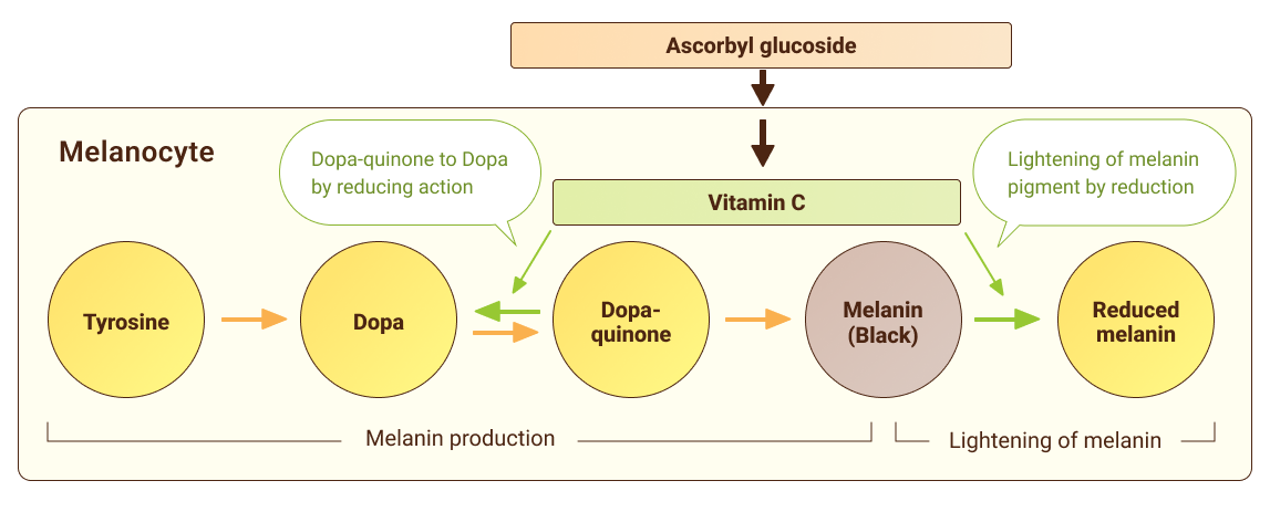 Brightening Mechanism of AA2G™ Inhibition of melanin production and lightening of melanin pigment by reduction