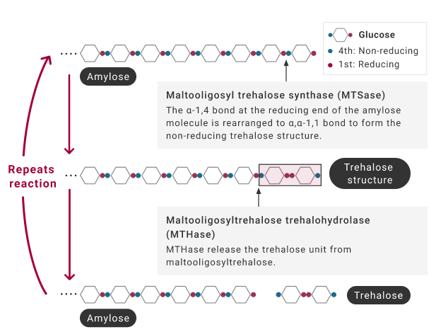 A diagram explaining the mechanism of trehalose production through the interaction of two enzymes, 'maltooligosyltrehalose-synthesizing enzyme' and 'trehalose-releasing enzyme.'