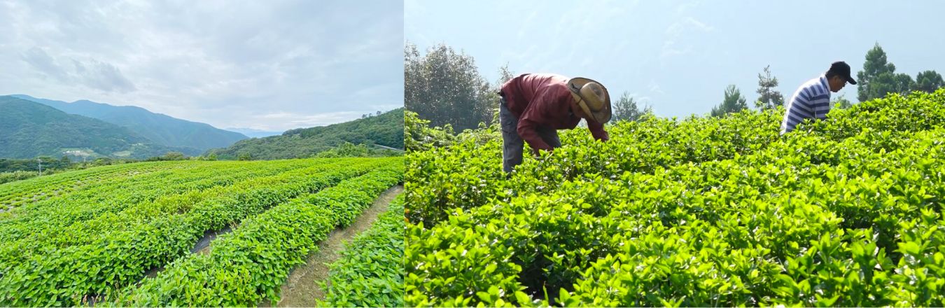 徳島県美馬市の標高400Mの山間部にある藍畑