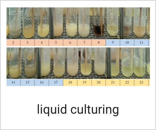 liquid culturing
