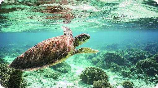 Dedication to sustainability